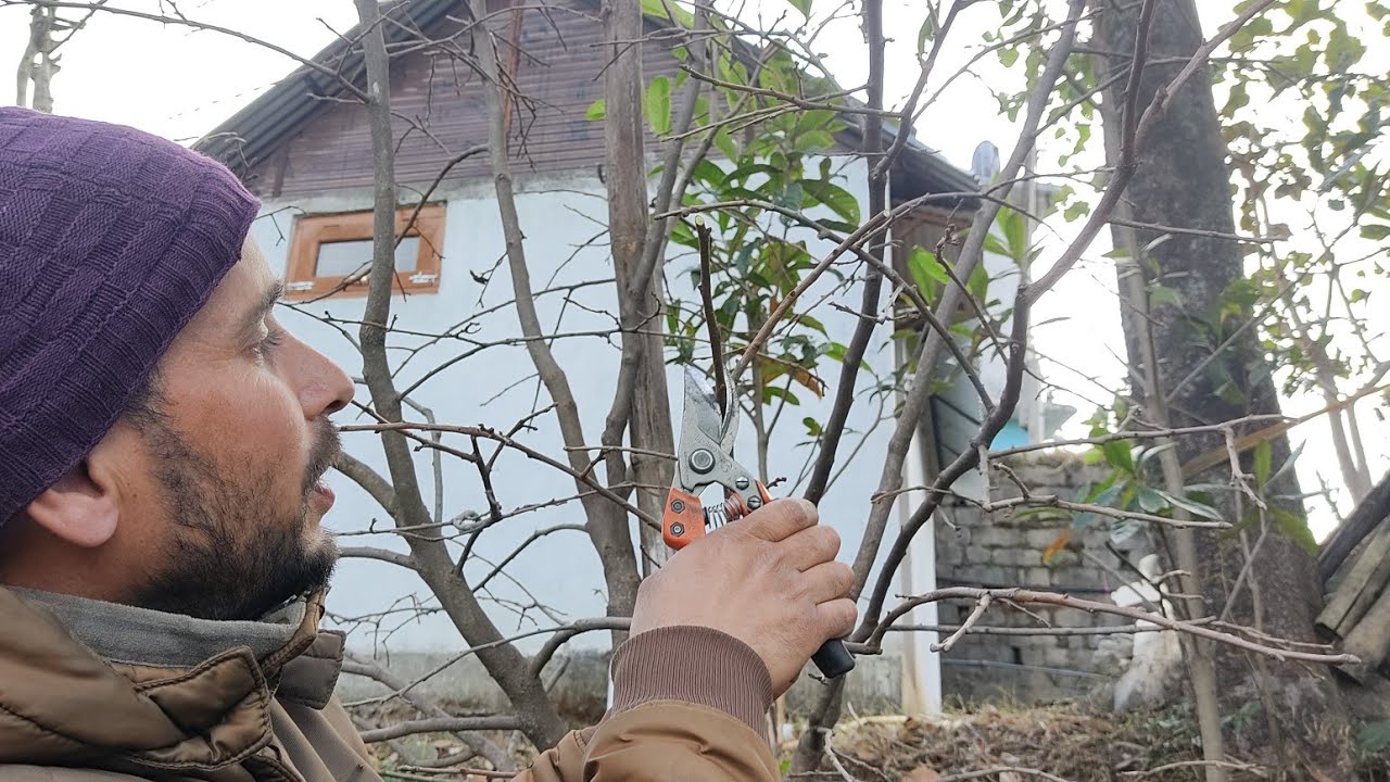जापानी फल की प्रूनिंग l Pruning of Persimmon l #pruning  #persimmon #gardening #vngardener l