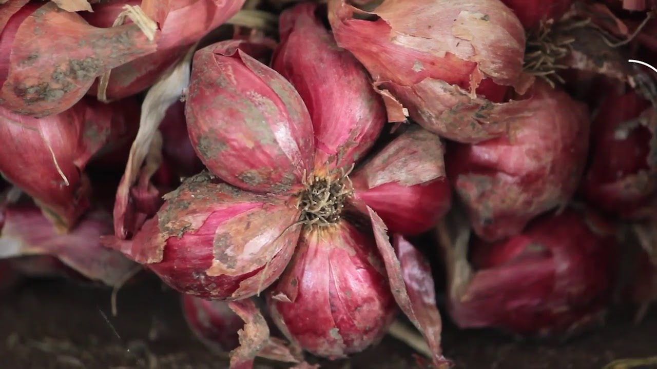 SMART AGRIBISNIS BAWANG MERAH