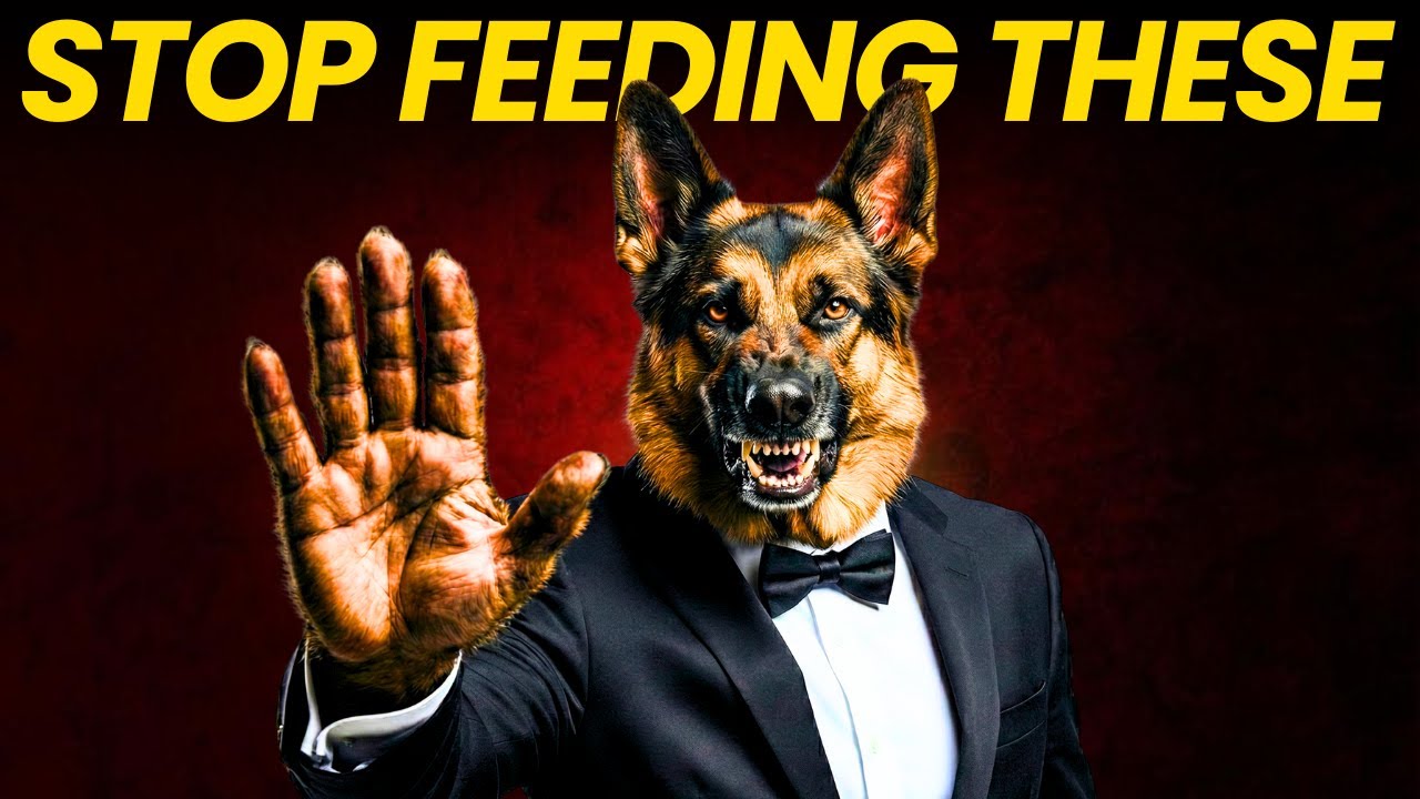 What to Feed (and Avoid) for a Healthy German Shepherd Puppy