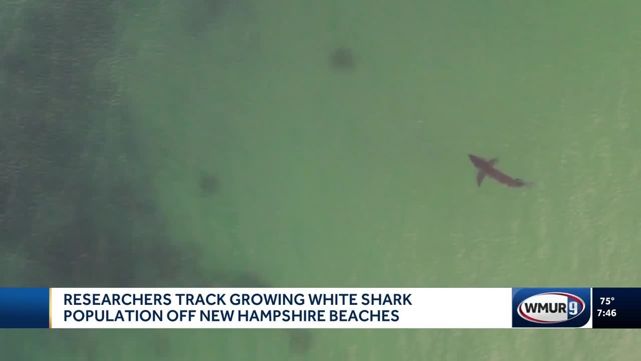 Researchers track growing white shark population off New Hampshire beaches