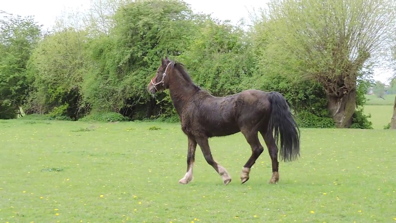 Hackney Horse William is back in his beloved meadows!