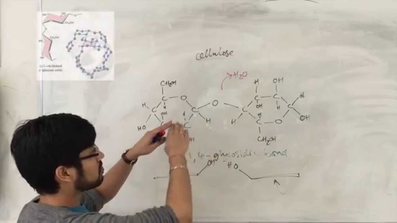 Carbohydrates