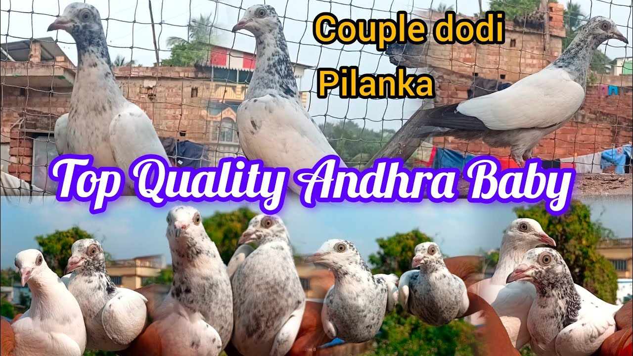 Andhra Baby Home Breed Shokh Koralam.100% Pure Andhra Kabutar.