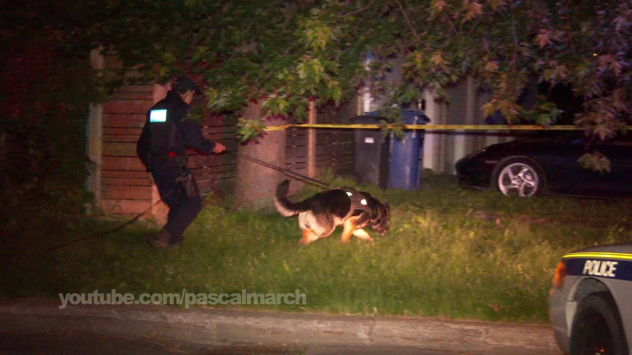 Stabbing victim carried in stretcher - Attaque au couteau Longueuil