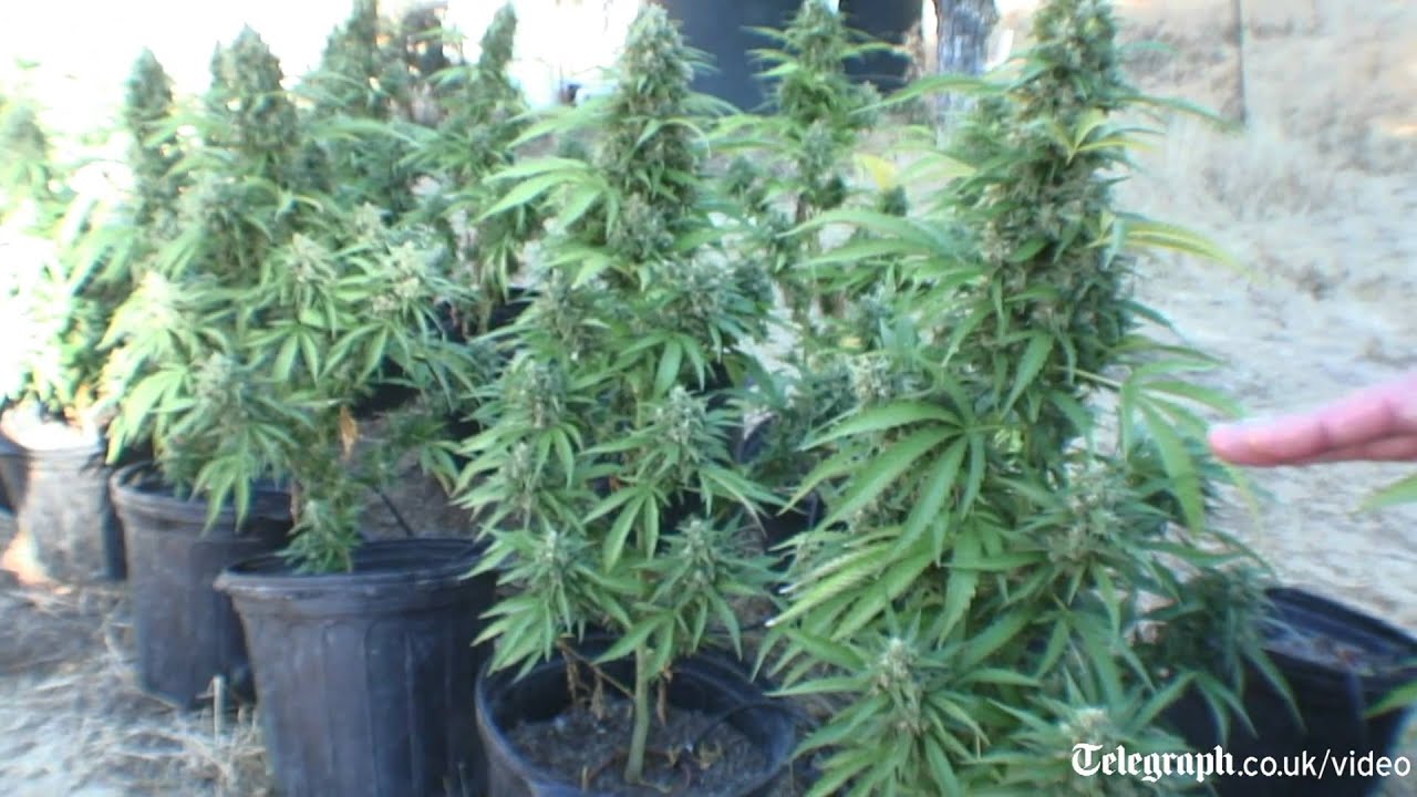 How a Marijuana farm is populated