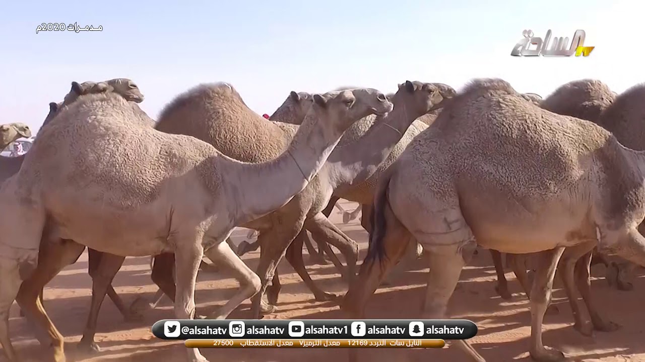 مسيرة مترك بن نايف بن حجنة العتيبي  مدمرات
