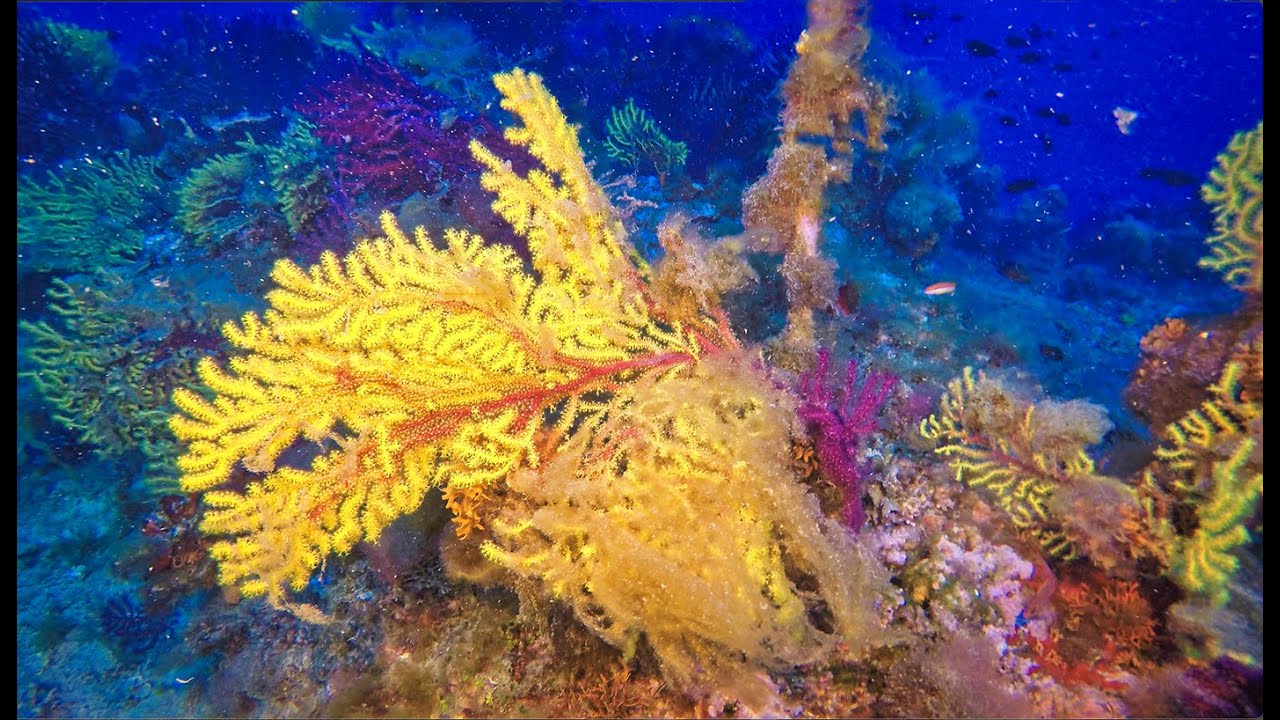 Immergersi alle Isole Tremiti - Diving in the Tremiti Islands