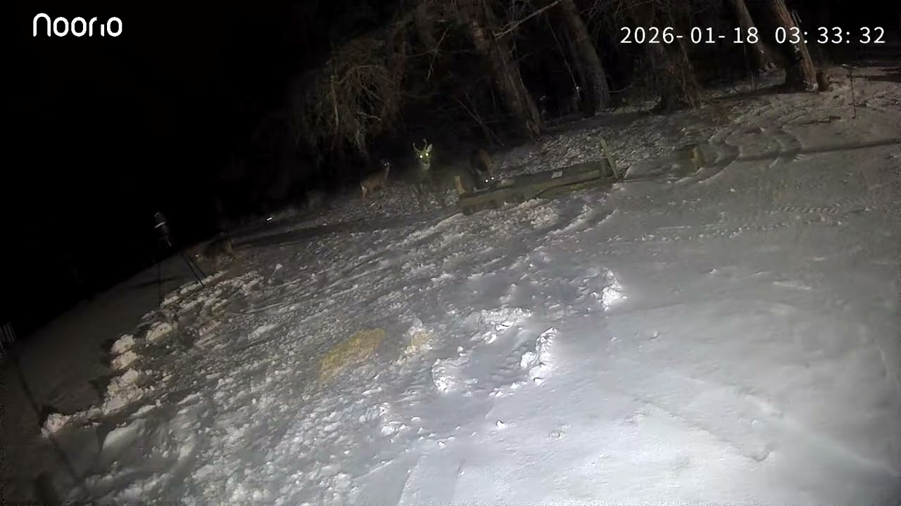 Buck chasing some doe lots of deer.