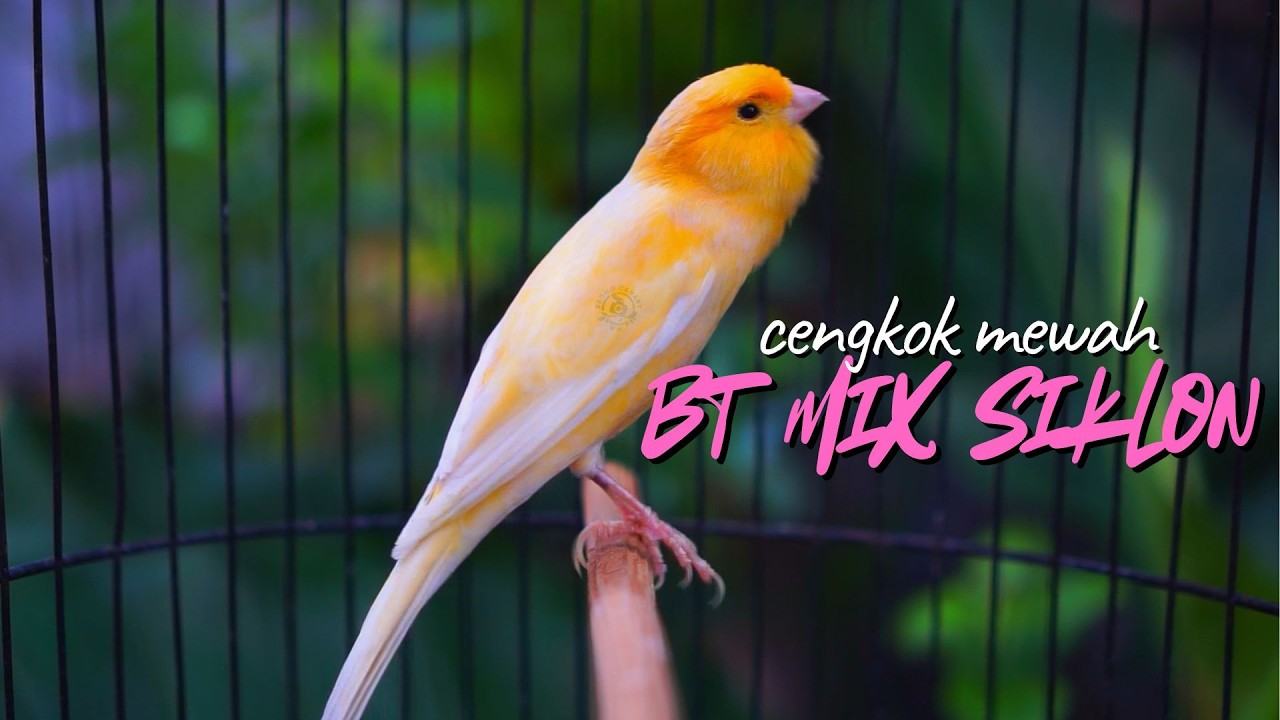 KENARI GACOR ISIAN MEWAH SPECIAL - MASTERAN KENARI ISIAN BLACKTHROAT dan SIKLON GACOR MUDAH MASUK