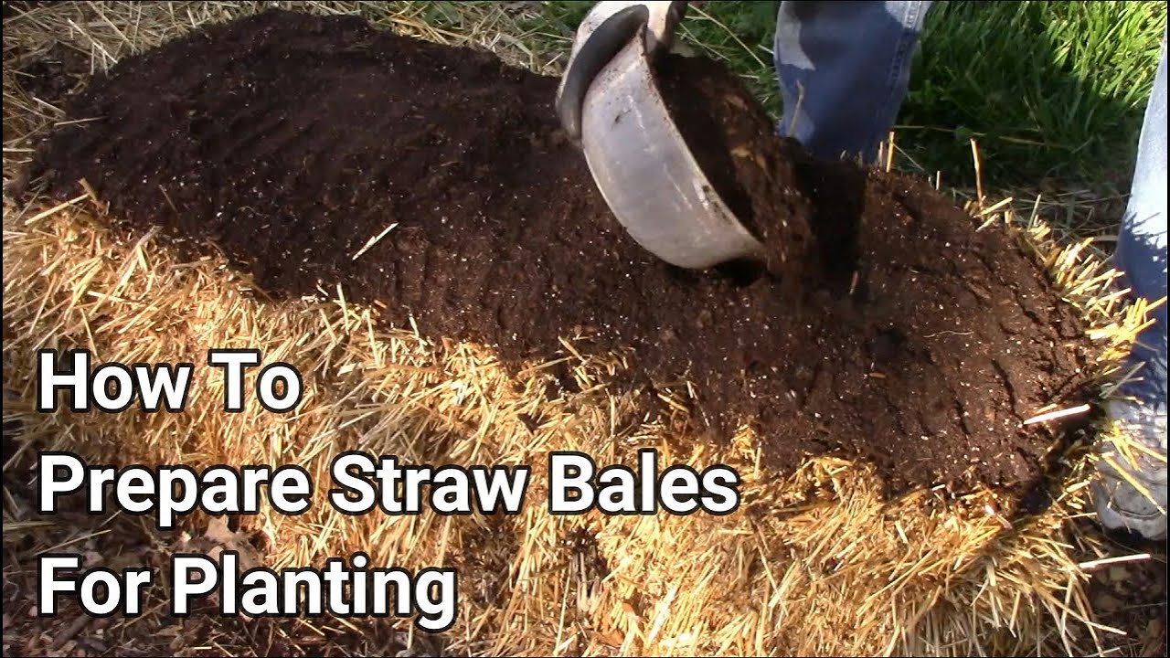 Preparing A Straw Bale For Planting After It Has Been Conditioned.