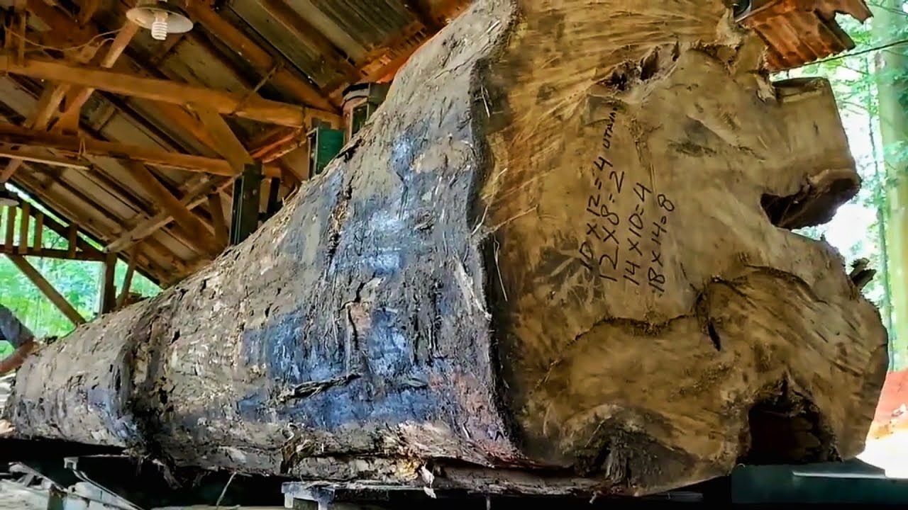 The process of splitting large teak wood into beautiful blocks