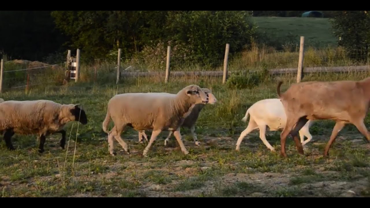 Erdlingslauf-Trailer