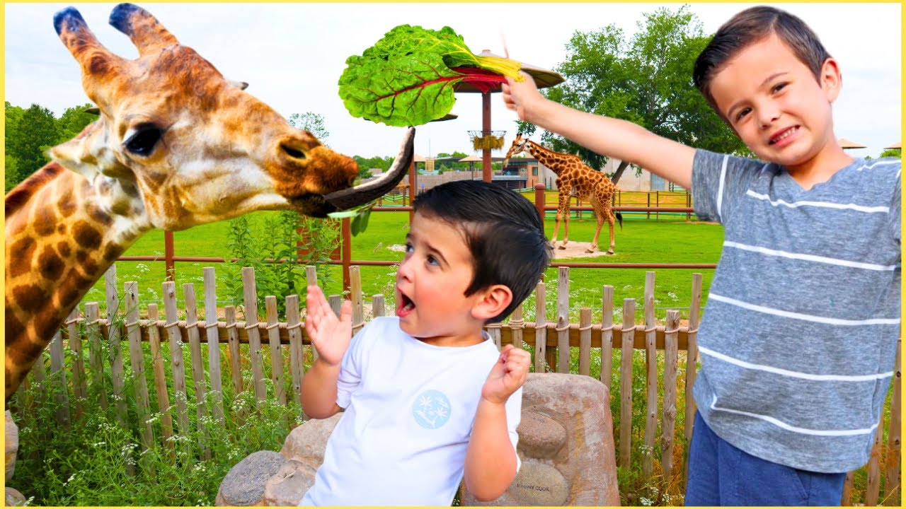 Feeding Giraffes at the ZOO and petting zoo ANIMALS for kids | Super Krew