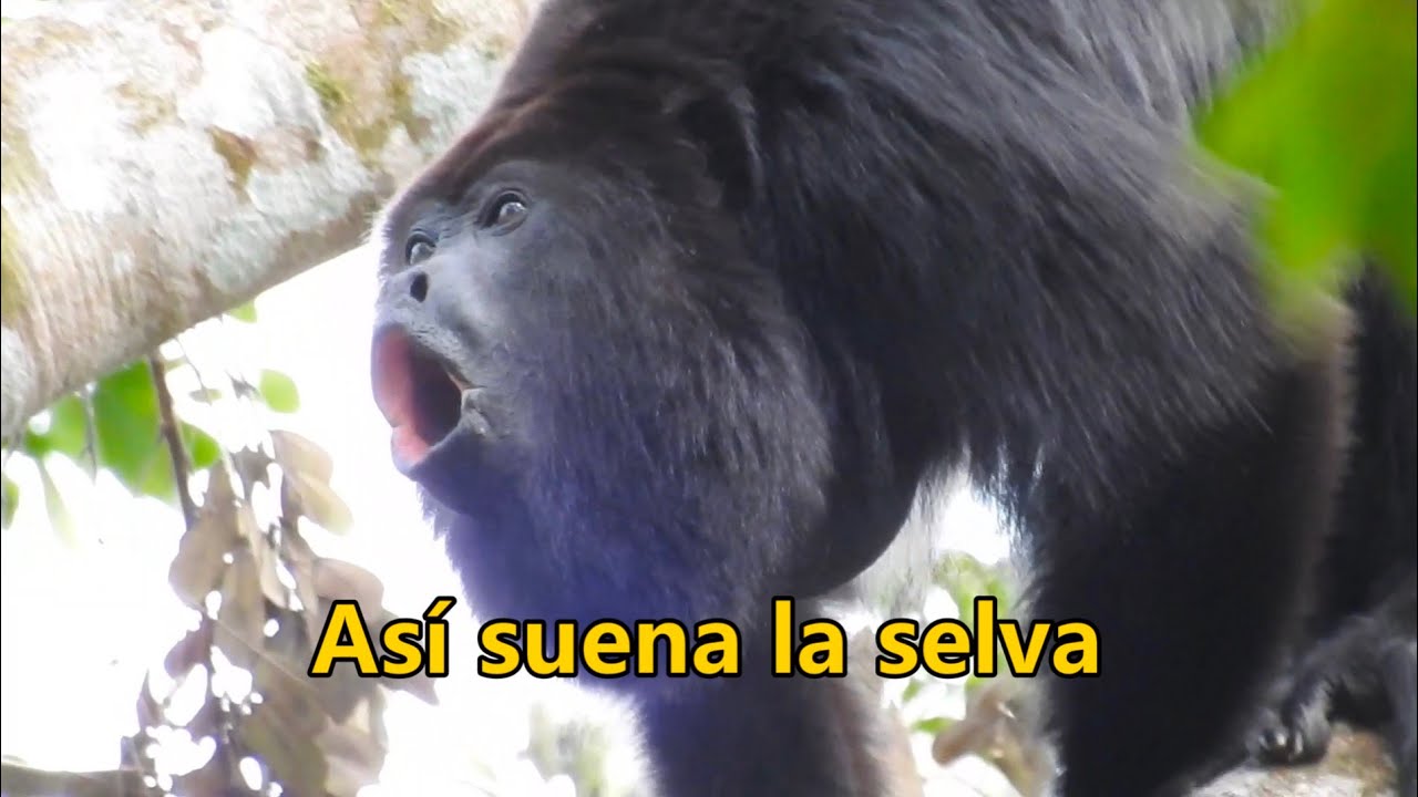 Chiapas. Capítulo 10. Viaje a México en furgo 🇮🇹