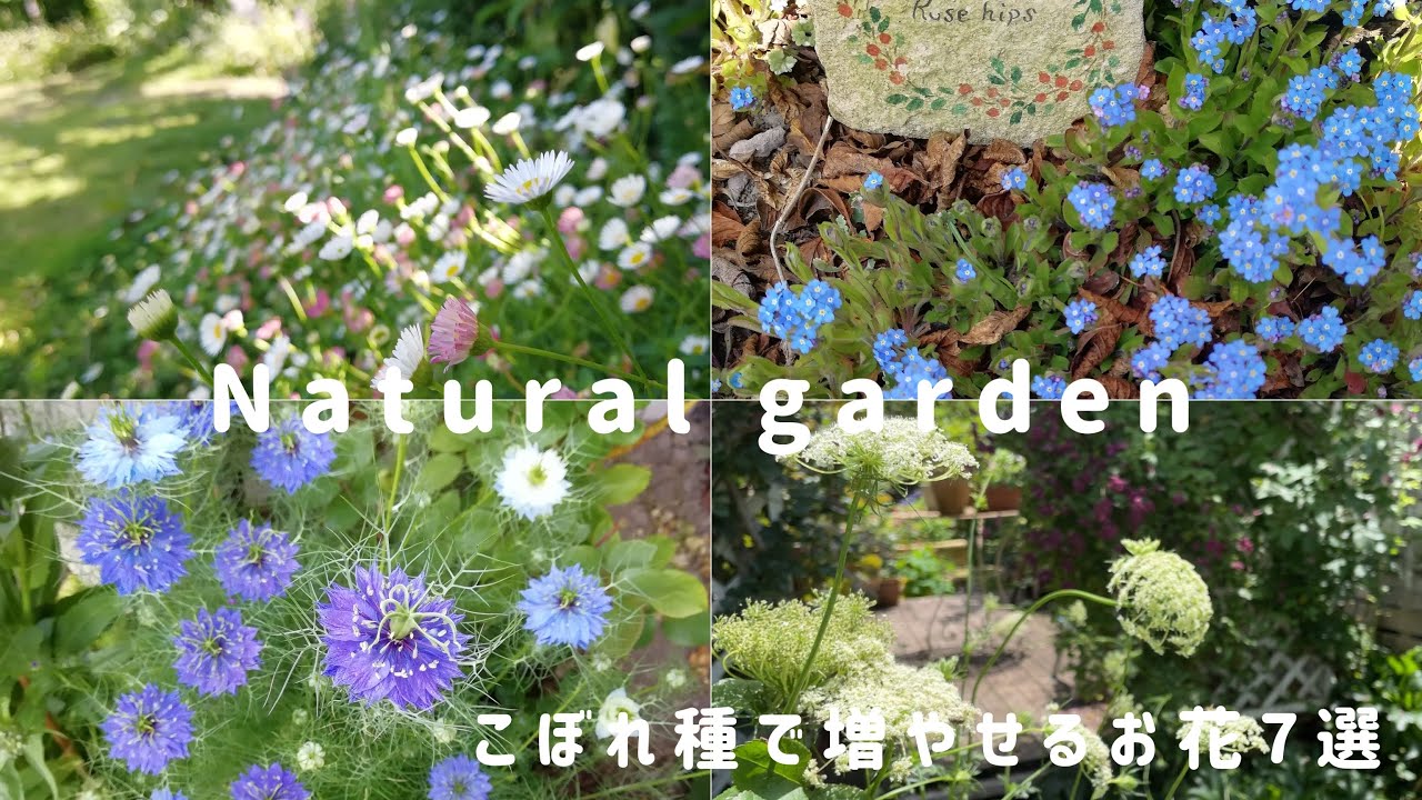 毎年たくさん咲く♪こぼれ種のローコストな庭作り【色褪せしないドライフラワーリース作り】