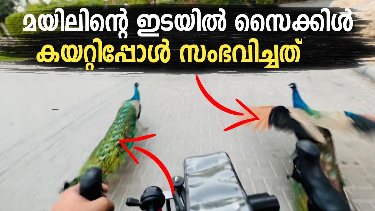 മയിലിനെ ഇങ്ങനെ കണ്ടിട്ടുണ്ടാവില്ല😱 Cycle crossed peacock🤦‍♂️