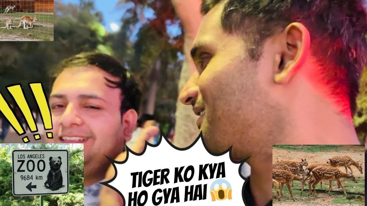 Zoo of kankariya lake 🐅 | Tiger se nazar mili 😱 | आज पहली बार  टाइगर और शेर को इतने पास से देखा।।