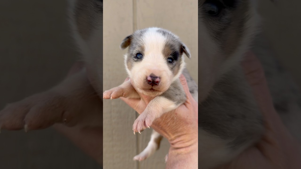 Bouncy, Blue Merle Female Bella 
