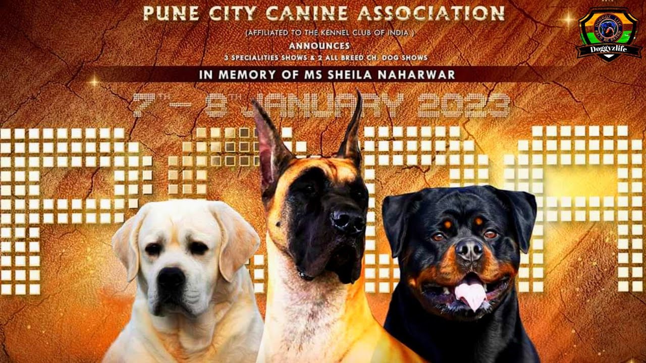 PUNE CITY CANINE ASSOCIATION DOG SHOW | GREAT DANE SPECIALITY | DOGGYZLIFE