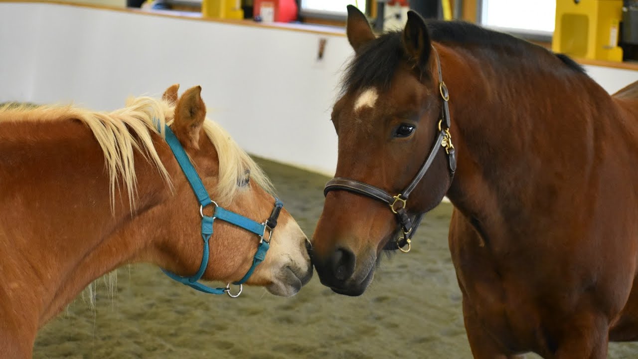 Что такое Horse Speak®?