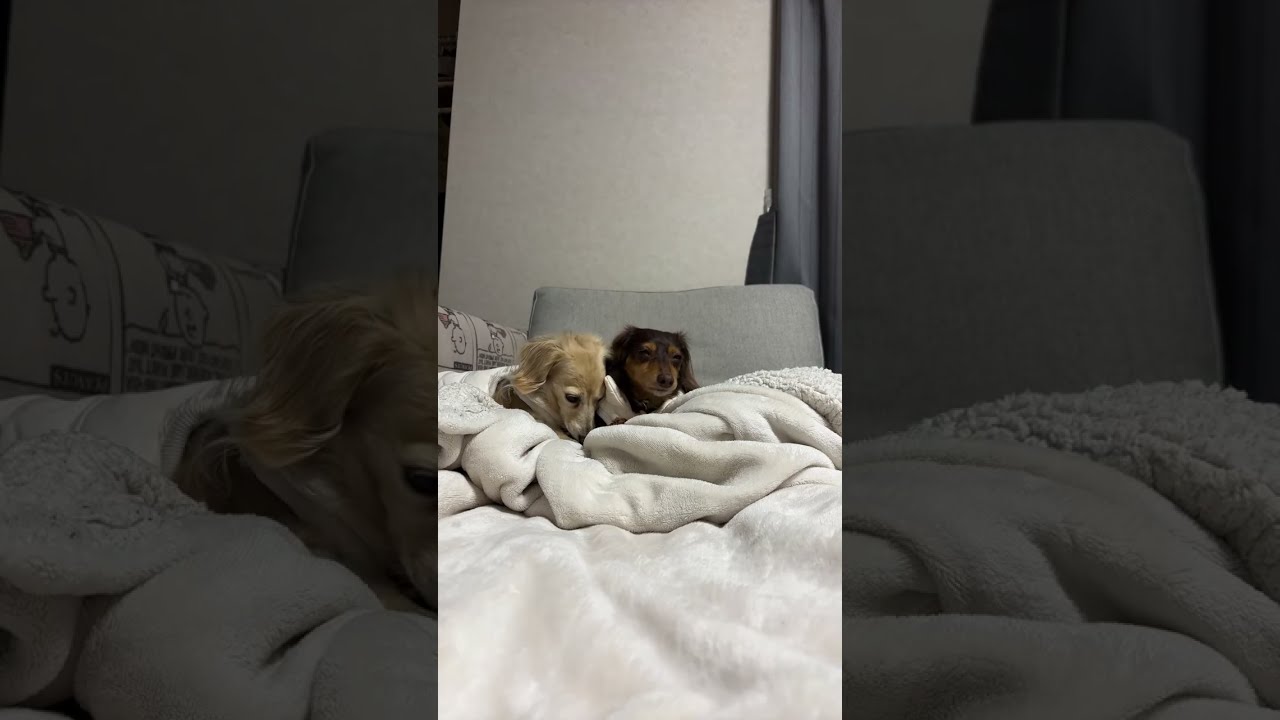 ダックス癒しch. 2026.1.3