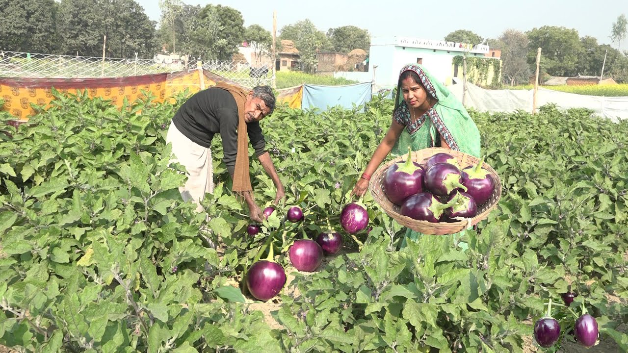गाँव का प्रसिद्ध भोजन बाटी  चोखा मिल जाऐ तो उंगलियां चाट ते रह जायेंगे Baingan ka Chokha aur Litti