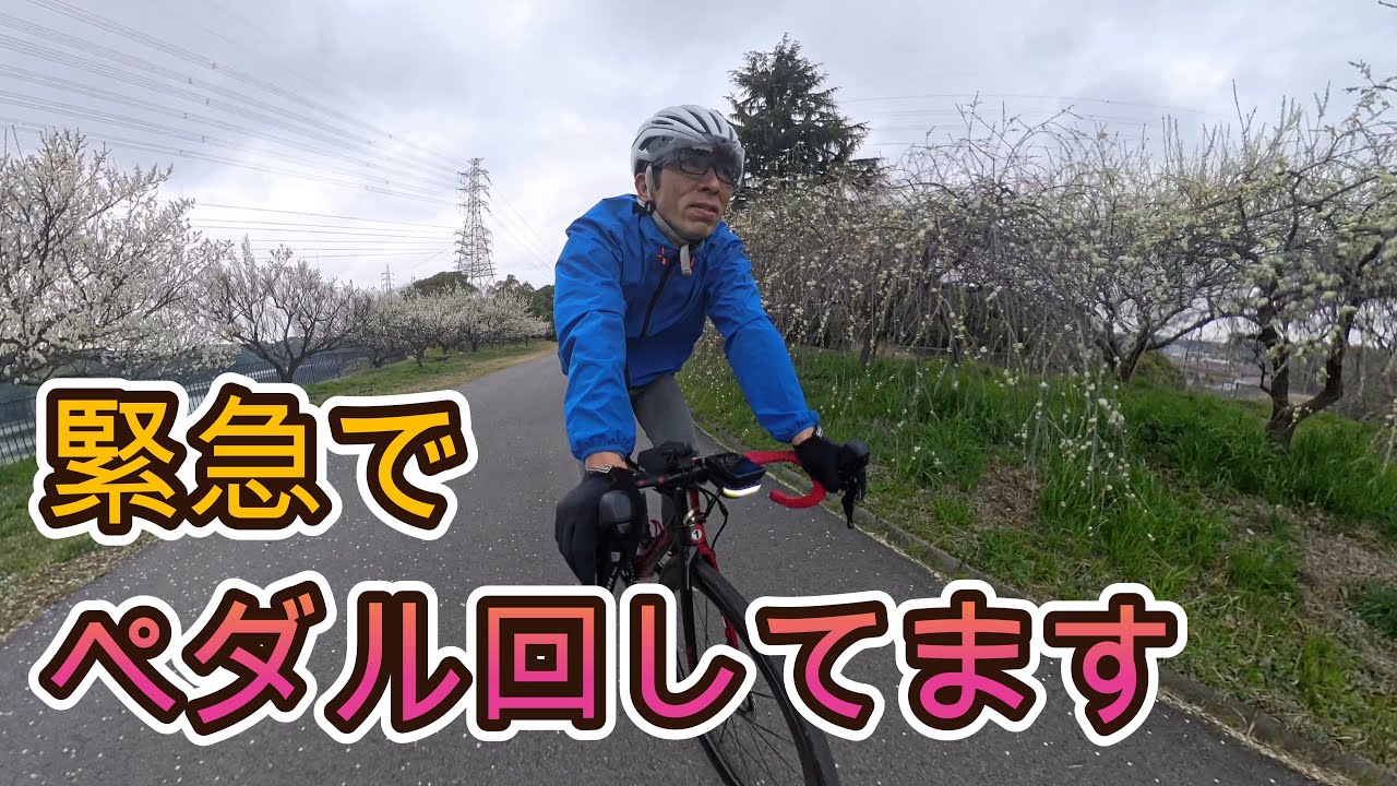 ビワイチに向けて緊急でペダル回してます