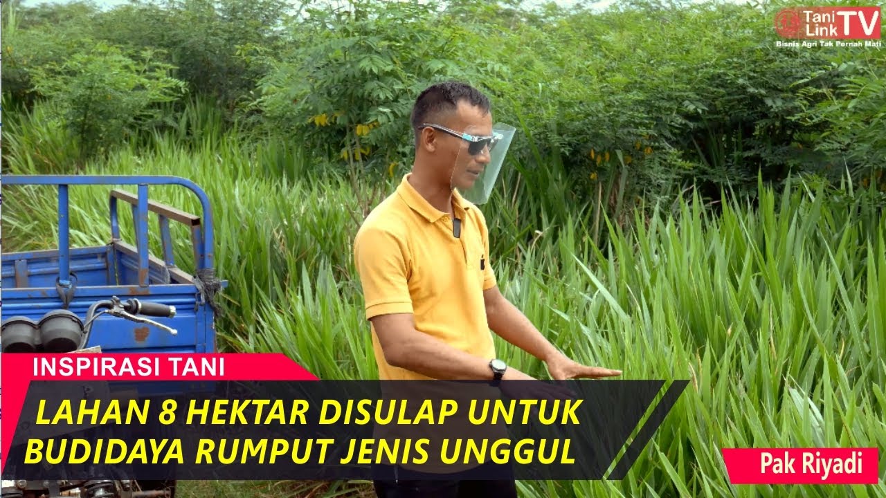 8 Hektar Lahan Untuk Budidaya Rumput Odot, Gama Umami, Zanzibar dan Indigofera.