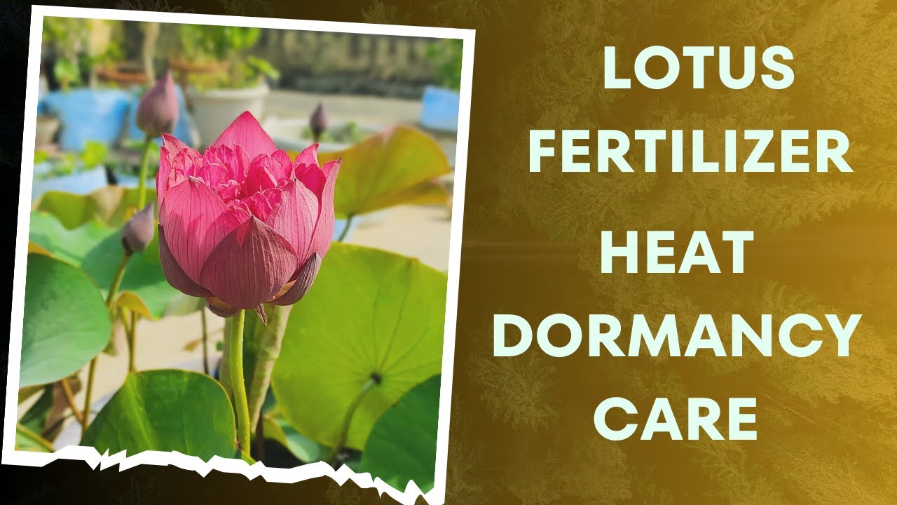 ছাদ বাগানে পদ্মফুল গাছের সম্পূর্ণ পরিচর্যা। How to Fertilize Lotus Plant in Pots.Heat Dormancy Care