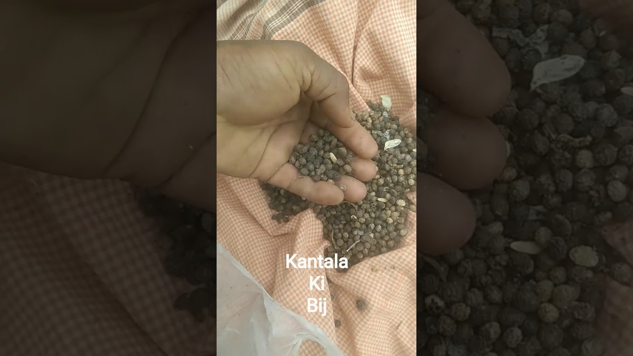 spine guard seeds। kankada chasa odia। #sangamaifarming