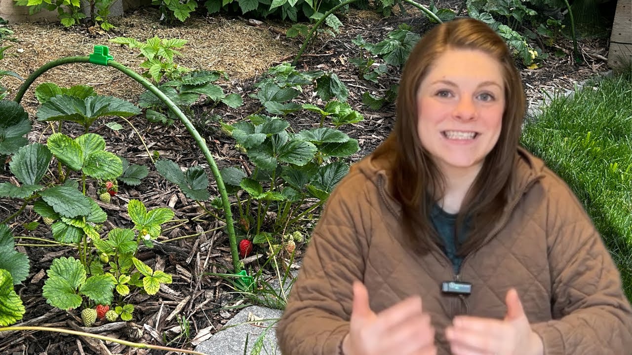 4 Garden Assumptions That Cost Me More Than I Expected