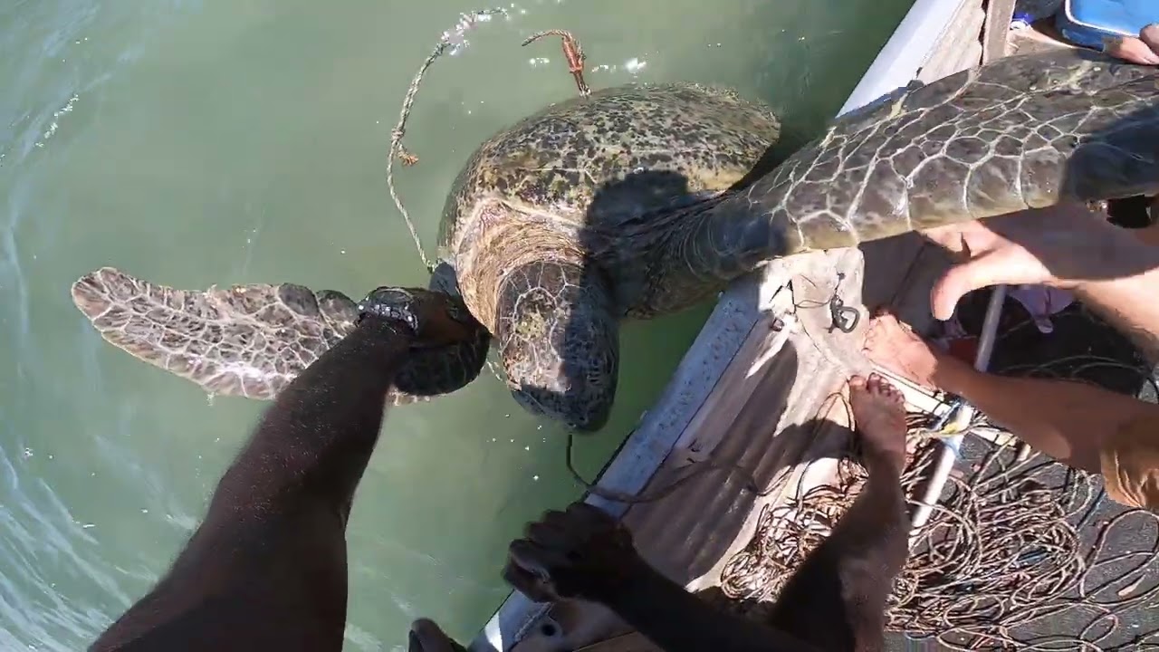 hunting for turtle
