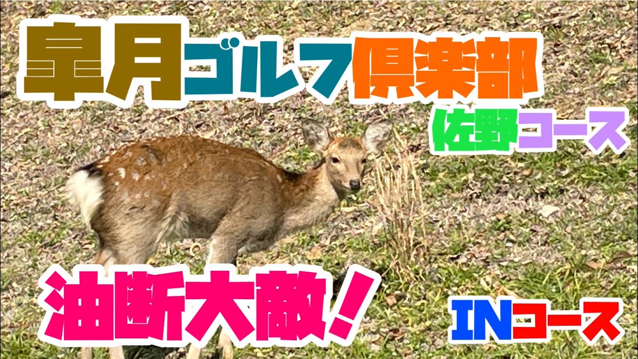 イーグル炸裂したのにアイアンで致命傷！　皐月ゴルフ倶楽部　佐野コース　イン