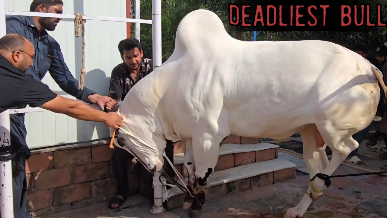 HAKIM You Will Be Missed 💔😭 - My Eid Ul Adha Vlog - Dangerous Cow Qurbani 2025 - Hakim Ka Nakhra