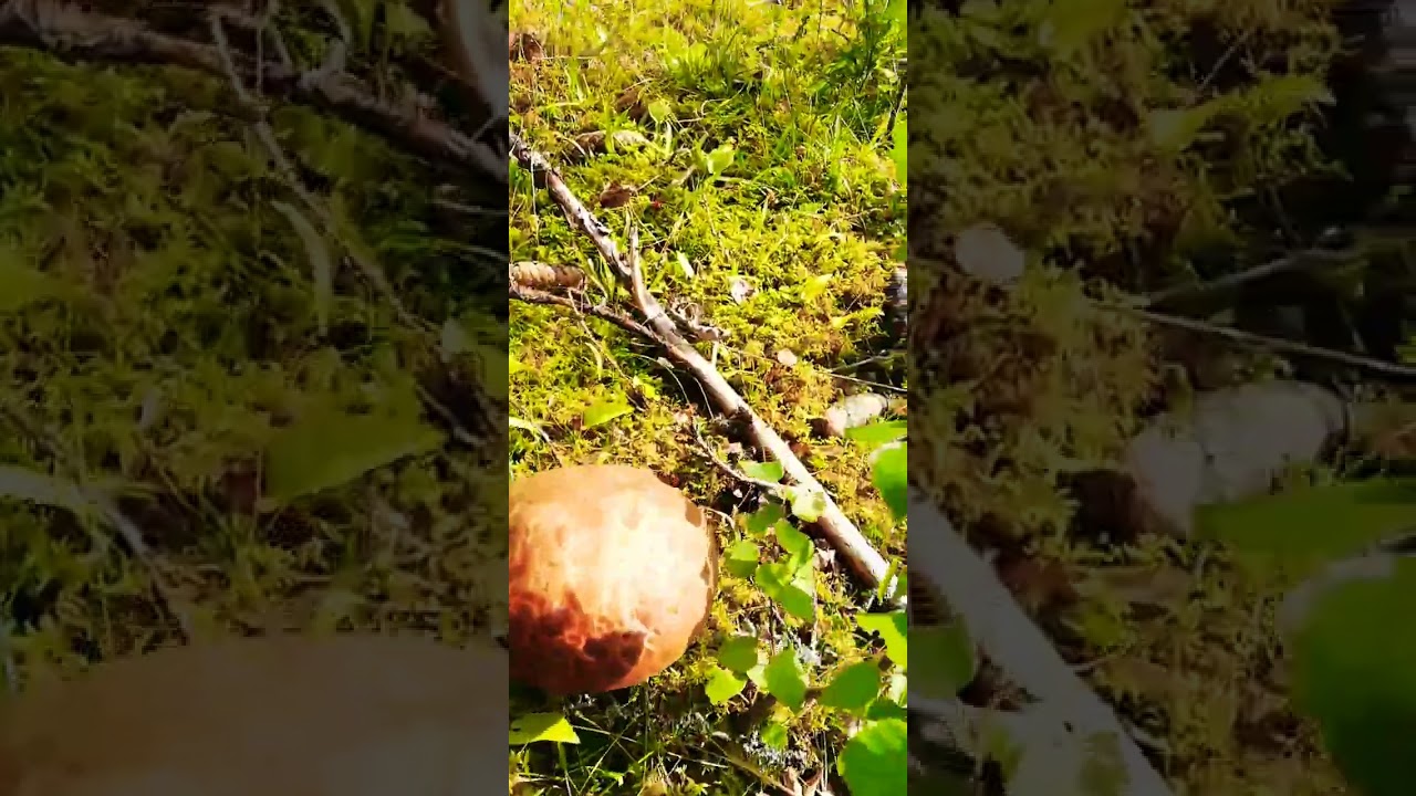 #norway #mushrooms #forest #nature #august #goodtimes #moments #walk #silence  #family #familytime