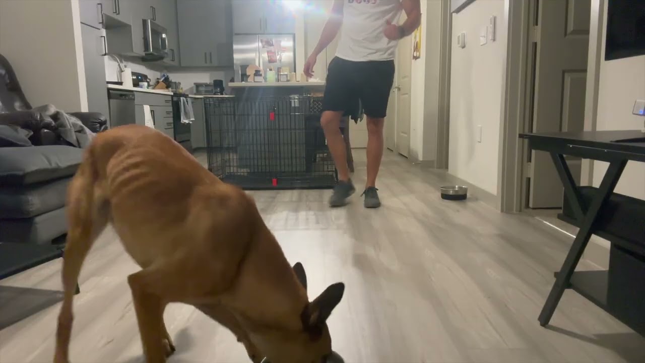 Advanced Dog Obedience: Perfecting the Send Out/ Go Out