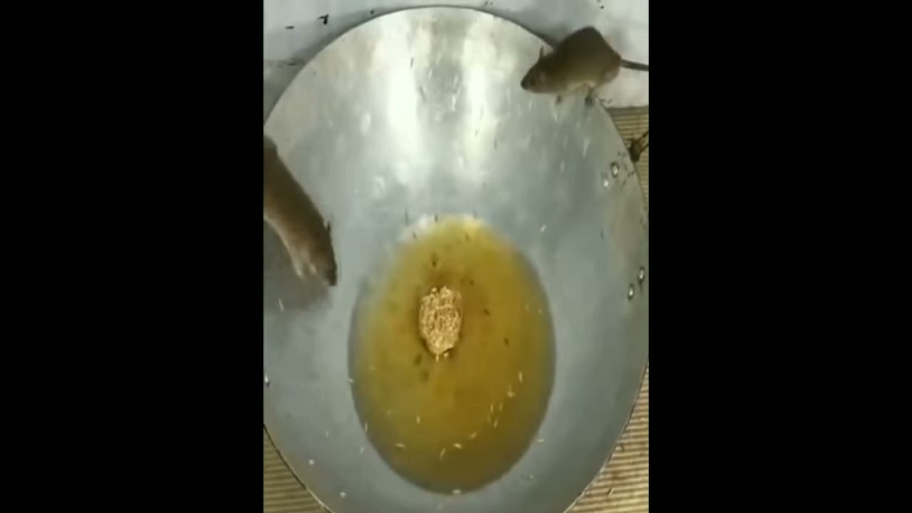 فخ الزيت للفئران 🐀🐀