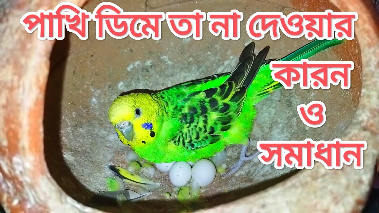 বাজরিগার পাখি ডিমে তা দেয় না কেন । Why Budgie Do Not Hatch Eggs