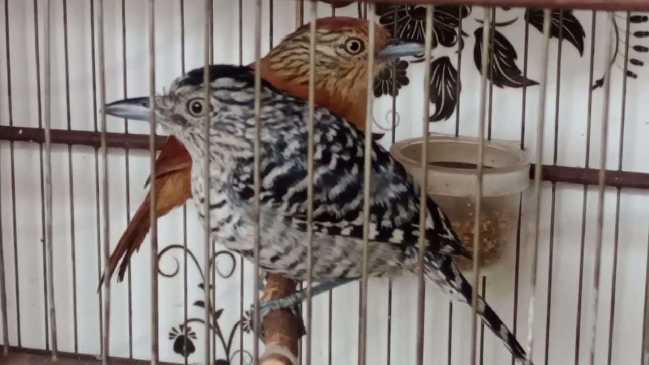 Casal de choca barrada