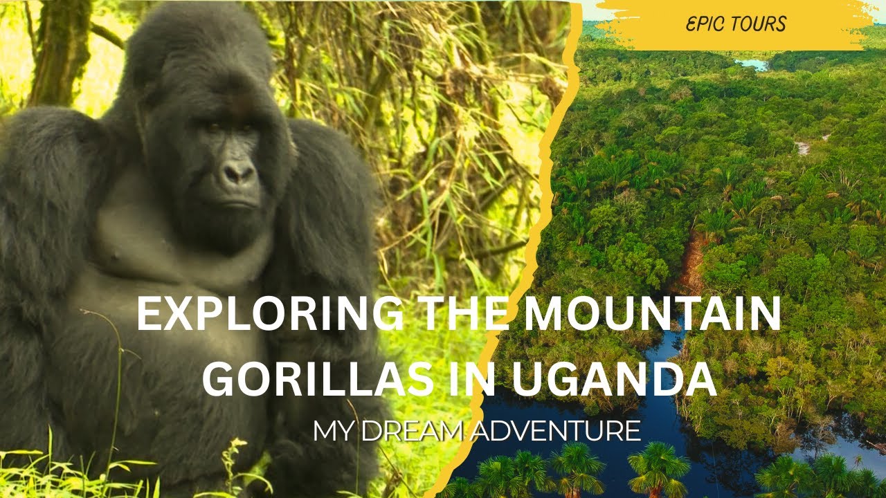 UGANDA'S GENTLE GIANTS: THE GORILLA TREKKING EXPERIENCE