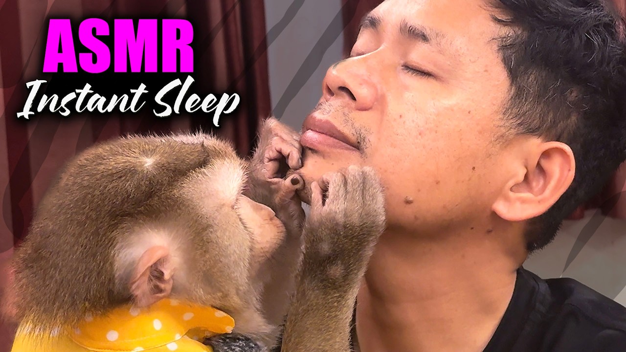Instant SLEEP Monkey ASMR | Super Tingly Face & Head Scratching Triggers (No Talking)