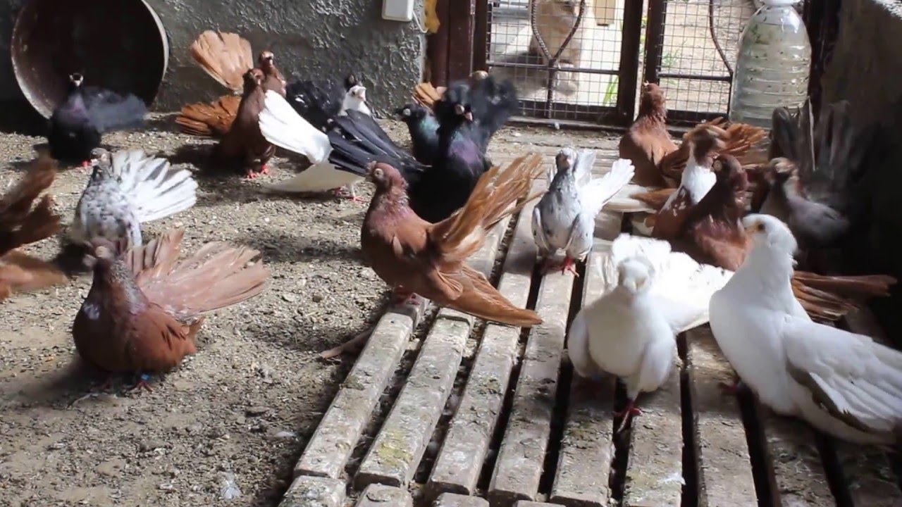 Akkermani (Valentin)