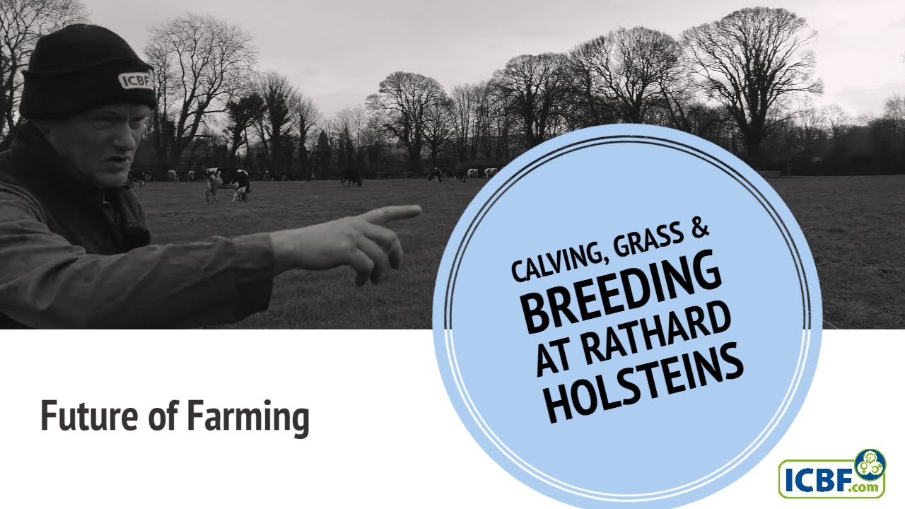 Dairy Farming - Calving, Grass & Breeding - Peter Hynes (full interview) #FutureofFarming