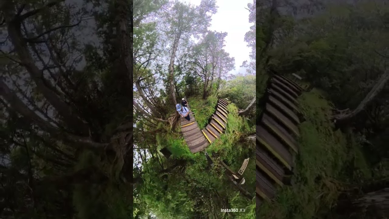 太平山檜木原始林步道，見晴步道