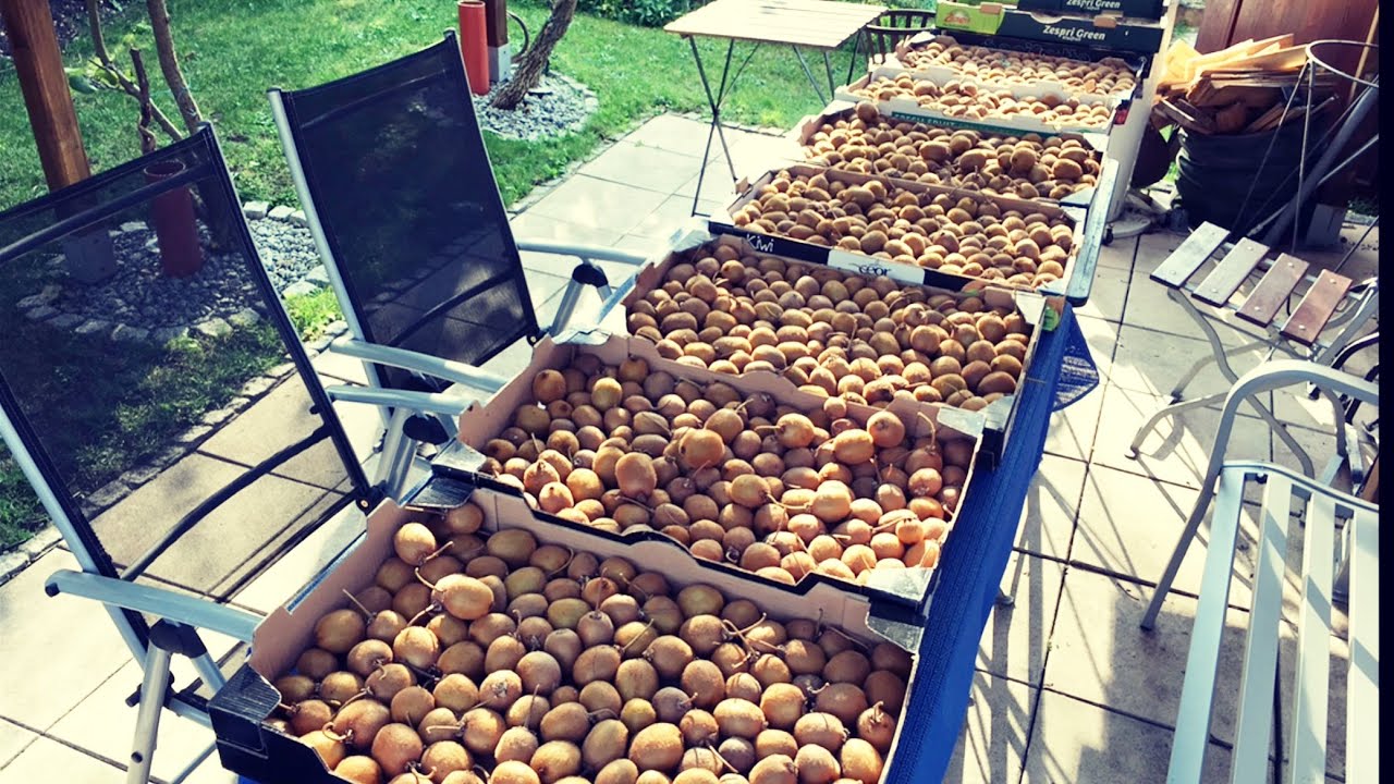 ❌ 1160 Kiwi selber ernten ❌ Alle Tipps zum Anbau der Kiwi im Garten .