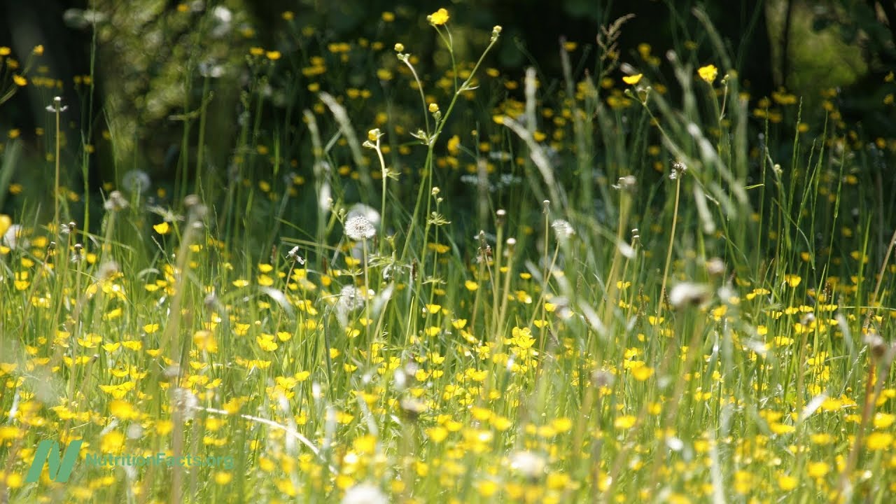 Best Food for Hay Fever (Seasonal Allergies)
