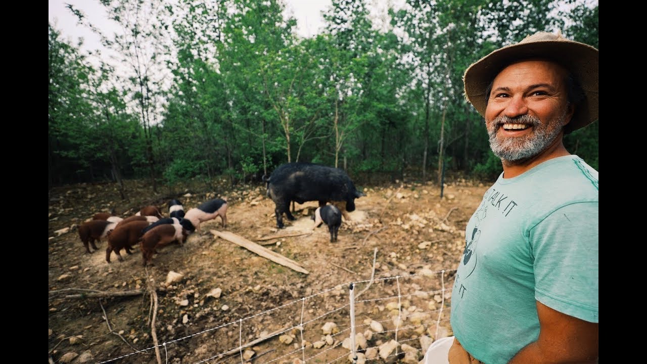Man claims Pigs will clear forest, then proves it