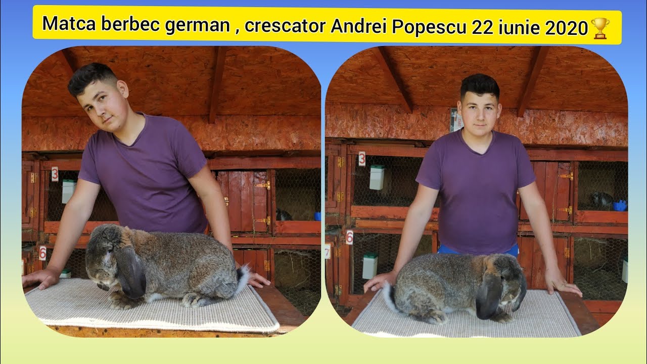 Andrei Popescu,un adevărat pasionat în creșterea iepurilor rasa berbec german 🏆🔝💣 tel 0747899004