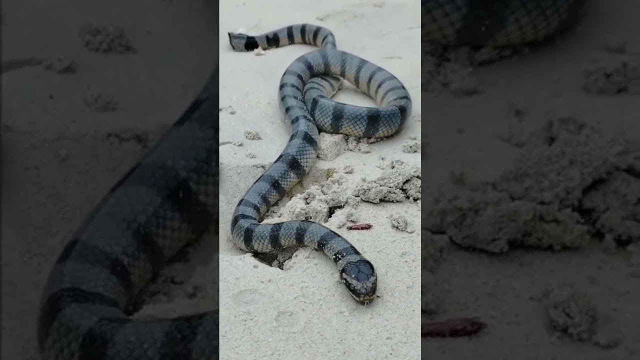 Andaman Nicobar Islands Havelock# samundri snake 🐍🐍
