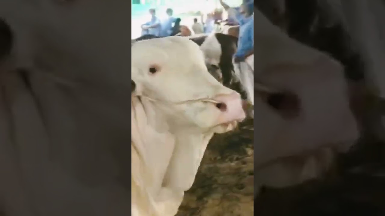 Eid ul Azha Season 2022 Qurbani